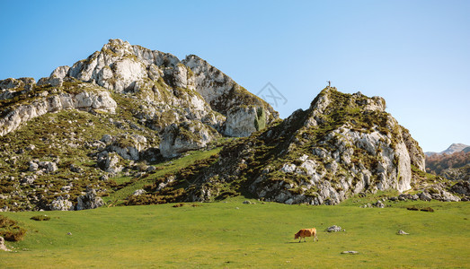 在阳光明媚的一天在山中穿过草地的岩石和奶牛上登山的人图片