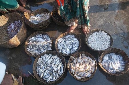 销售的新鲜海洋渔获物堤大马哈拉施特印地安图片