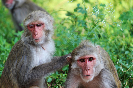 两只猴子关闭macultsphyderab调兰加纳inda两只猴子关闭inda图片