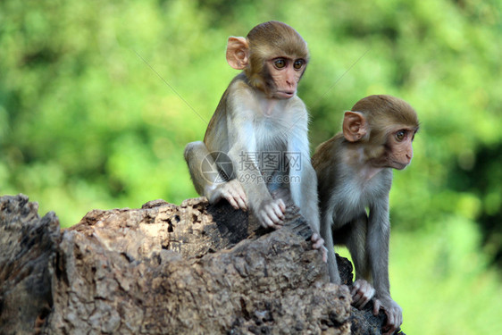 坐在岩石上的两只猴子马卡穆拉塔斯帕海德拉巴南加纳因地迪亚图片