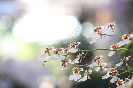 白花图片