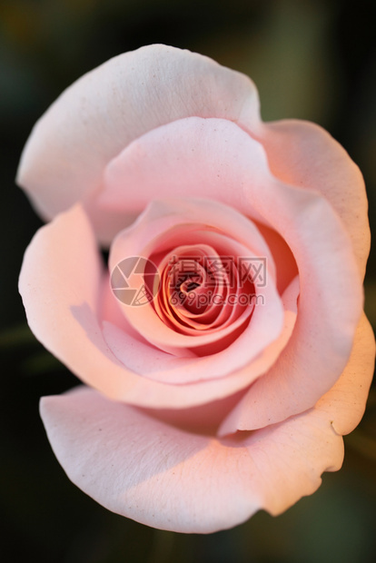 粉红色紧的玫瑰图片