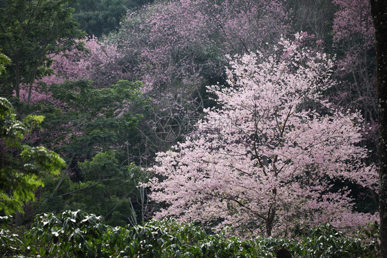 樱花森林中的粉红樱花图片