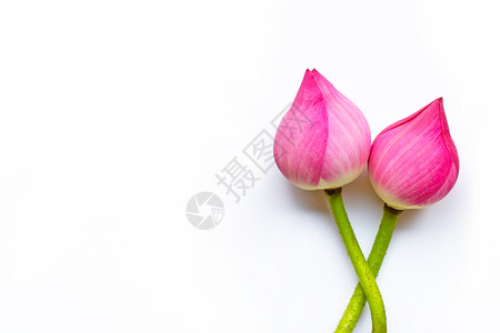 白色背景上的粉红莲花复制空间图片