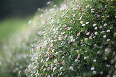 小白花图片