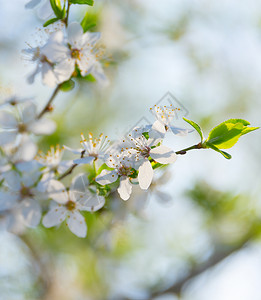 春花枝杏树图片