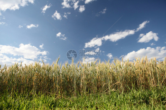 小麦田和蓝天空图片