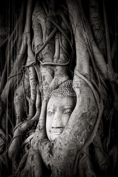泰国大城府摩诃那寺佛祖树根菩萨头在树根大城府泰国图片