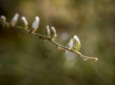 在春天的树枝末端猫皮在春天的树枝末端尖锐的聚焦图片