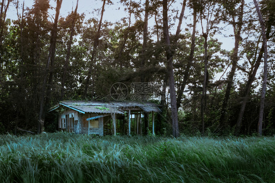 位于森林中的绿色草地城市废弃房屋作为空心主题图片