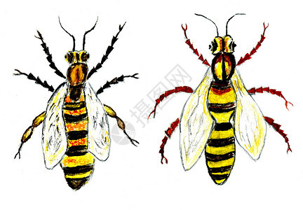黄色蜂蜜手画水彩图图片