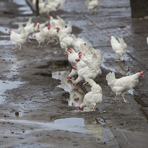 自由游荡的白鸡在荷兰河边的Uutrech附近的有机农场上图片