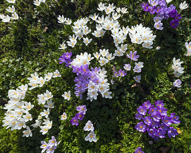 阳光中的紫色花朵和白图片