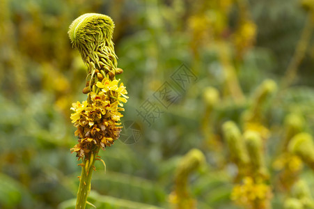 不明的黄色小花朵在印度马哈拉施特邦附近生长图片