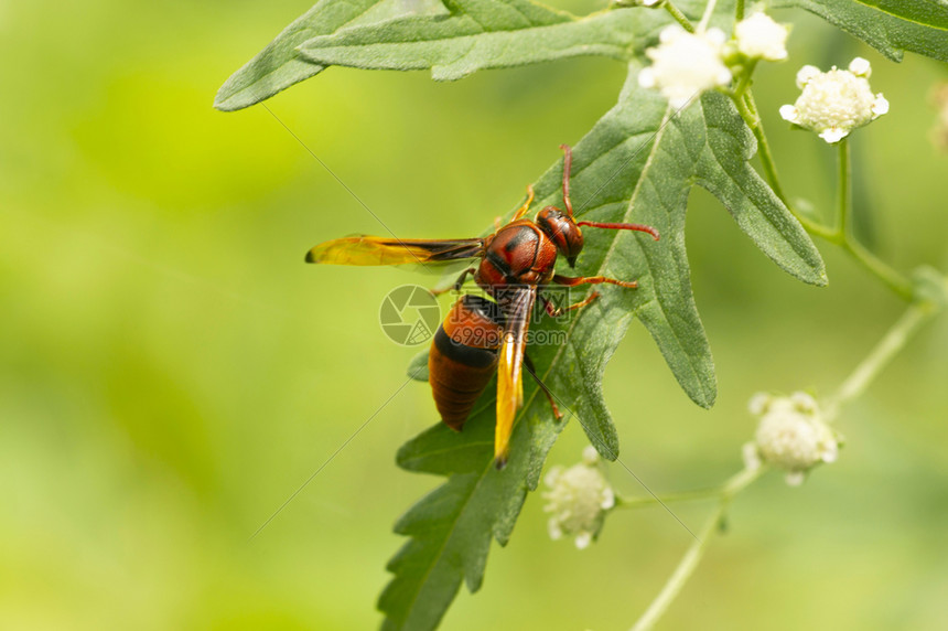 黄蜂vs公牛免费直播