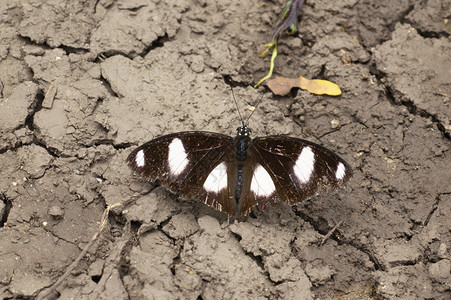 黑白斑蝴蝶靠近马哈拉施特邦马哈施特邦印地亚黑白斑蝴蝶靠近马哈拉施特邦马哈施特邦图片