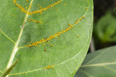 在马哈拉施特邦mahrst和因迪亚mahrst附近的小叶上虫子昆在印迪亚mahrst和马哈拉施特邦mahrst附近的小叶子上虫昆图片