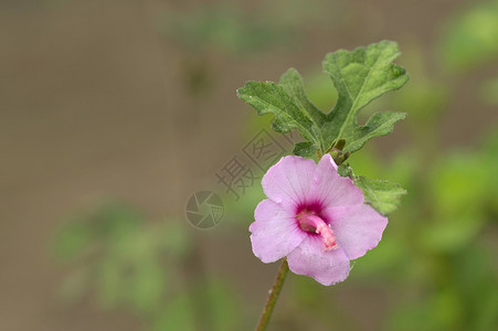 粉红色的霍利克花朵背景模糊靠近punemahrstind粉红色的霍利克花朵inda图片