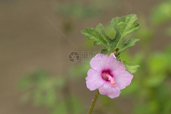 粉红色的霍利克花朵背景模糊靠近punemahrstind粉红色的霍利克花朵inda图片