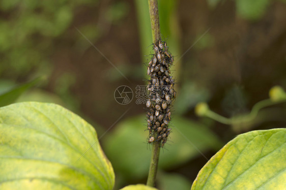 在瓦兰达盖特斯蓬纳马哈拉施特邦印度的瓦兰达盖特斯蓬纳的植物上数百只灰色野生虫在马哈拉施特邦瓦兰达盖斯蓬纳马哈拉施特邦的瓦兰达盖特图片