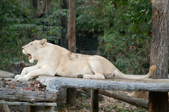 动物园中的白狮子打哈欠图片