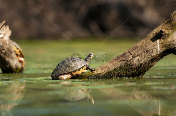 印地安的顶海龟长毛图片