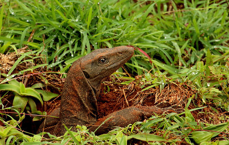 印地安的蒙蒂尔蜥蜴瓦兰努斯宾加林西邦迪普尔公园卡纳塔印地亚的安蒙蒂尔蜥蜴兰迪阿公园卡尔纳塔克图片