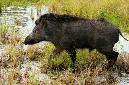 野猪在沼泽地行走背景图片