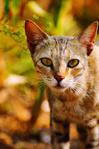 猫盯着你莎塔拉玛哈施特印地亚猫盯着你印地亚图片