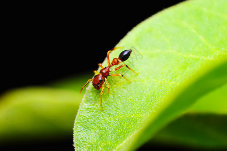 蚂蚁模仿蜘蛛甲状腺素萨塔拉区玛哈施特inda蚂蚁模仿蜘蛛inda图片
