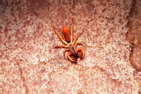 迎接黎明拉胡迪太阳蜘蛛萨塔拉玛哈施特印地亚抹胡迪印地亚背景