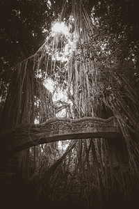 在神圣的猴子森林中老桥乌布德巴利印地安尼西亚在猴子森林中的老桥印地安尼西亚图片