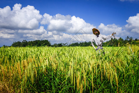 稻草稻草人在贾蒂卢维稻田梯田巴厘岛印度尼西亚稻草人在贾蒂卢维稻田梯田巴厘岛印度尼西亚图片
