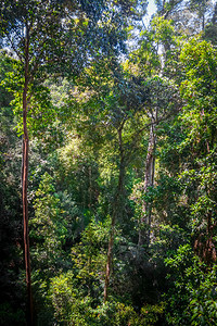 丛林雨塔曼尼加拉公园马莱西亚丛林树冠图片