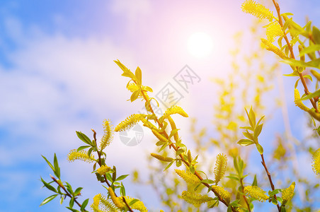 蓝天空背景的树枝和太阳东方春天的概念图片