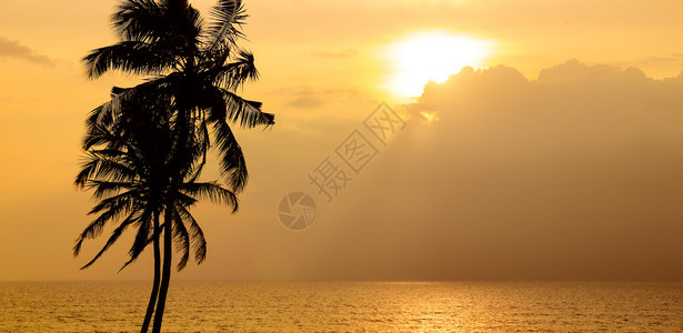 金色的日落在海洋上天空对着椰子树的暗影图片