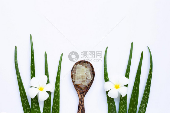 aloevra是一家受人欢迎的药用植物于健康和美貌白色背景图片