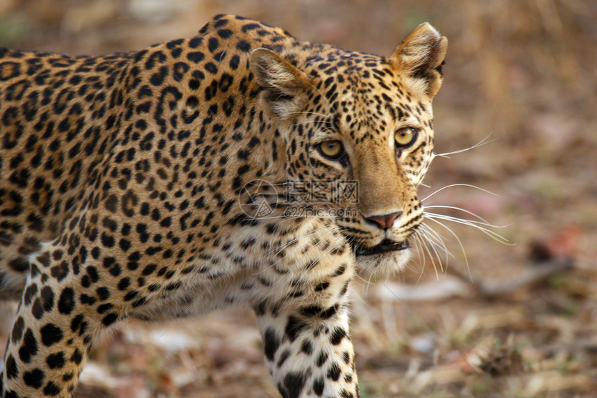 豹美洲公园美洲豹公园高清图片下载 正版图片 摄图网