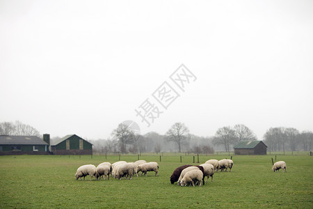 在乌特勒支省利斯登附近的绿草地上放牧羊群其背景是农场图片