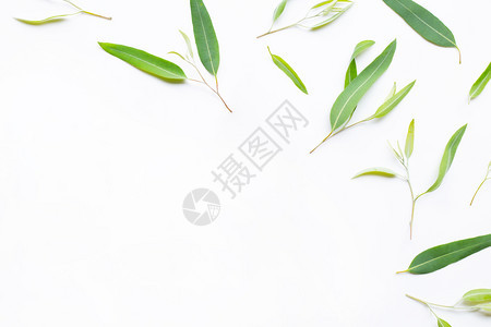 eucalypts基本油瓶白底叶子图片