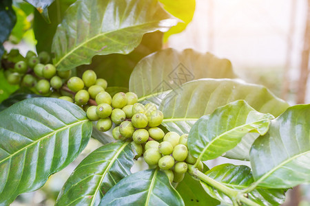树枝上的咖啡豆有阳光背景在北山咖啡种植园农场图片