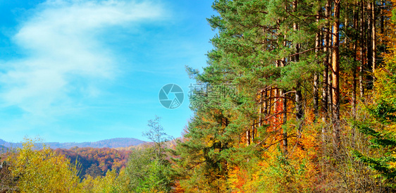 风景多彩的秋天森林和老乡道阳光明媚的晨间景象广博的照片图片
