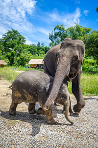 母亲和婴儿大象在受保护的公园里焦马伊泰兰岛亚西在受保护的公园里泰兰岛图片