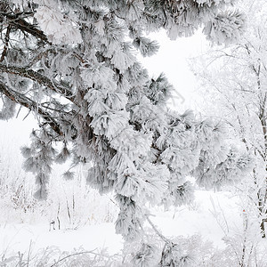 冬季森林雪中的美景和丽的圆场景图片