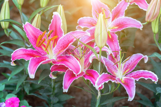 美丽的百合花图片