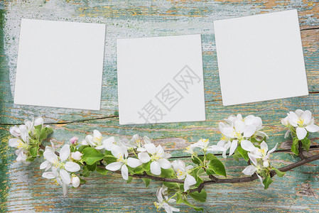 白色花朵和三张纸或布有文字位置的白纸页或画布图片