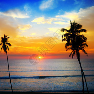 海洋的日落令人愉快天空的椰子树暗影图片
