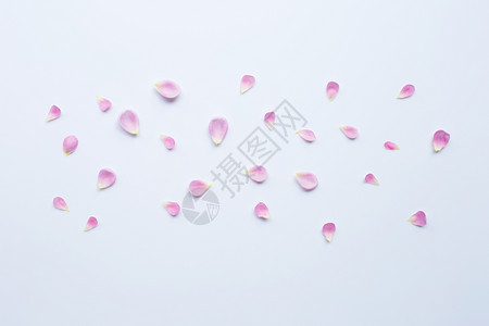白色背景的粉红玫瑰花瓣被隔离图片