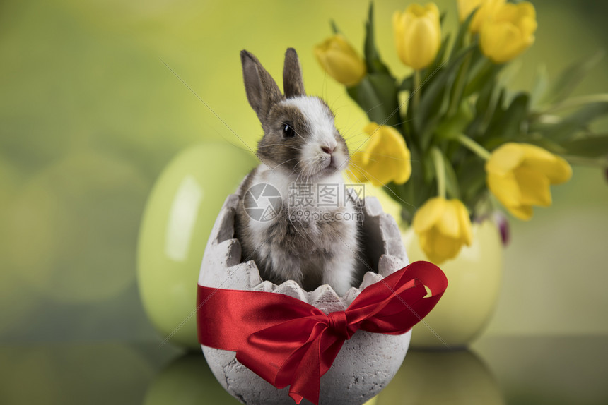黄色郁金香背景蛋壳形状里的灰白兔子图片