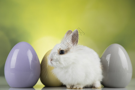 黑眼睛小兔子和三颗彩色鸡蛋图片